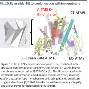 Conference Proceeding ASB2025-Shochikubai.J.-nature's-art-of-conformational dynamics-Origami-Kresling-Mittani-mechanisms