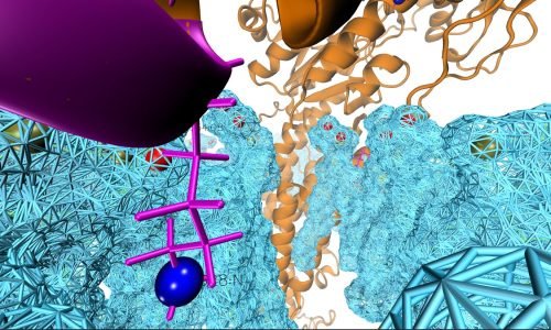 HKA-Lys28-N-terminus-snorkelling-in-lipid-ocean